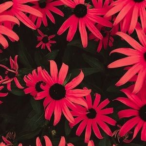 Meet your Posher, Jules